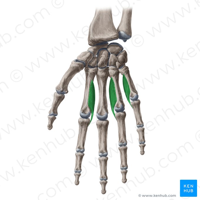 Músculos interósseos palmares (Musculi interossei palmares); Imagem: Yousun Koh