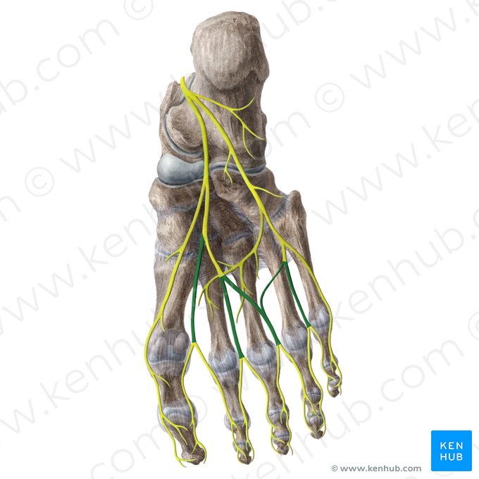 Common plantar digital nerves (Nervi digitales plantares communes); Image: Liene Znotina