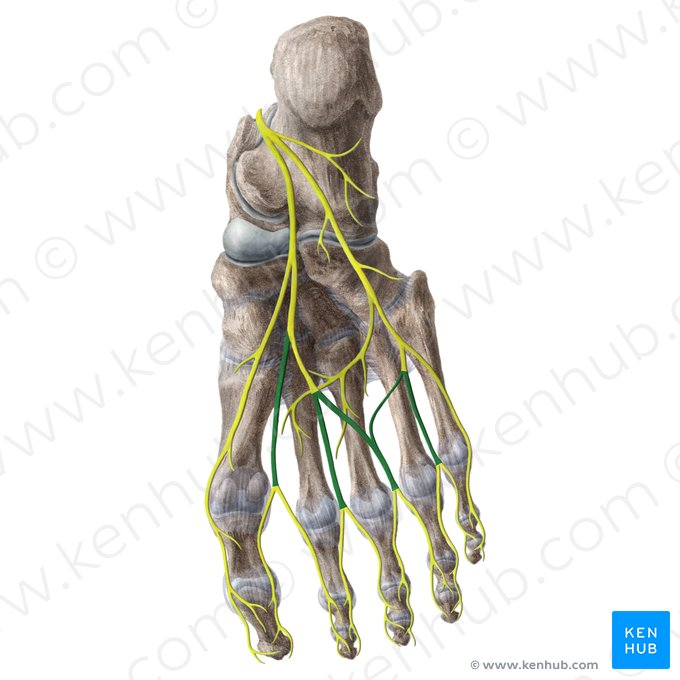 Nervos digitais plantares comuns (Nervi digitales plantares communes); Imagem: Liene Znotina