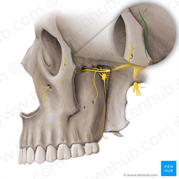 Zygomaticotemporal nerve (Nervus zygomaticotemporalis); Image: Paul Kim