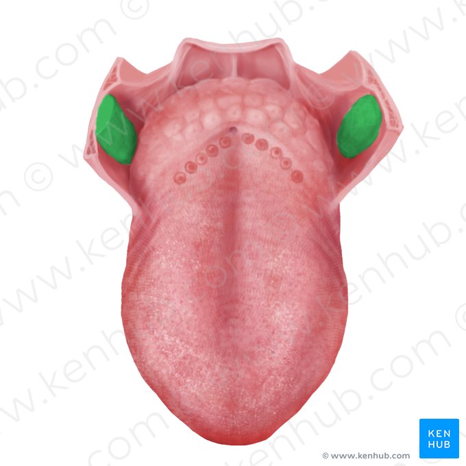 Palatine tonsil (Tonsilla palatina); Image: Begoña Rodriguez