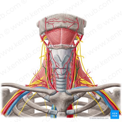 Arteria cervical ascendente (Arteria cervicalis ascendens); Imagen: Yousun Koh