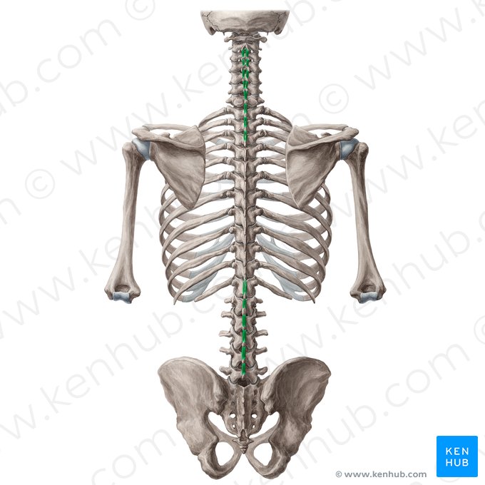 Músculos interespinais (Musculi interspinales); Imagem: Yousun Koh
