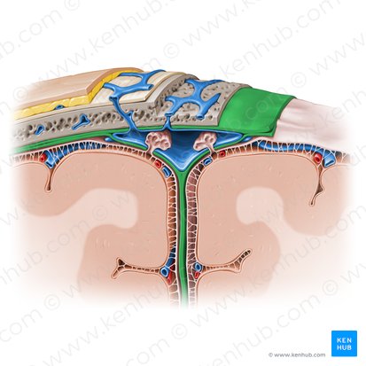 Dura-máter (Dura mater); Imagem: Paul Kim