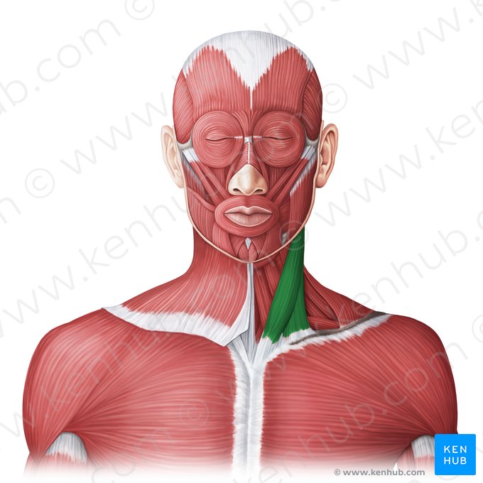 Músculo esternocleidomastóideo (Musculus sternocleidomastoideus); Imagem: Irina Münstermann