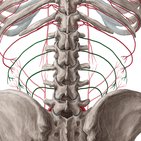 Lumbar arteries