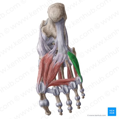 Músculo flexor curto do dedo mínimo (Musculus flexor digiti minimi brevis pedis); Imagem: Liene Znotina