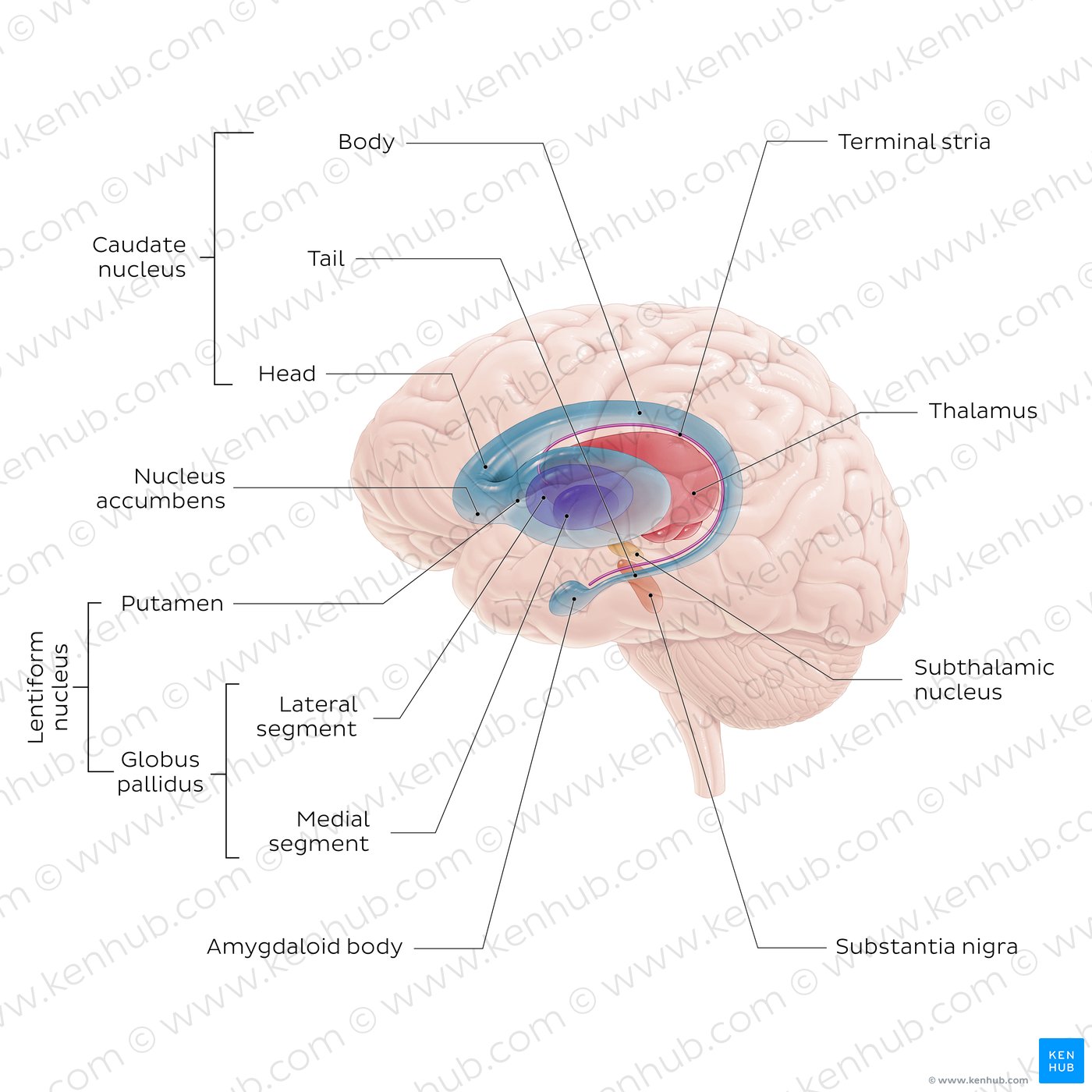 Basal ganglia