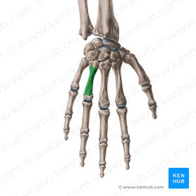 Body of 4th metacarpal bone (Corpus ossis metacarpi 4); Image: Yousun Koh