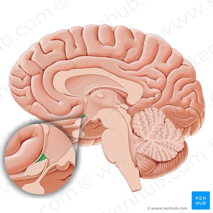 Recesso supra-óptico (Recessus supraopticus); Imagem: Paul Kim