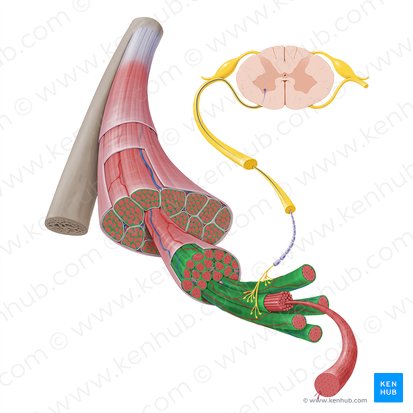 Endomisio (Endomysium); Imagen: Paul Kim