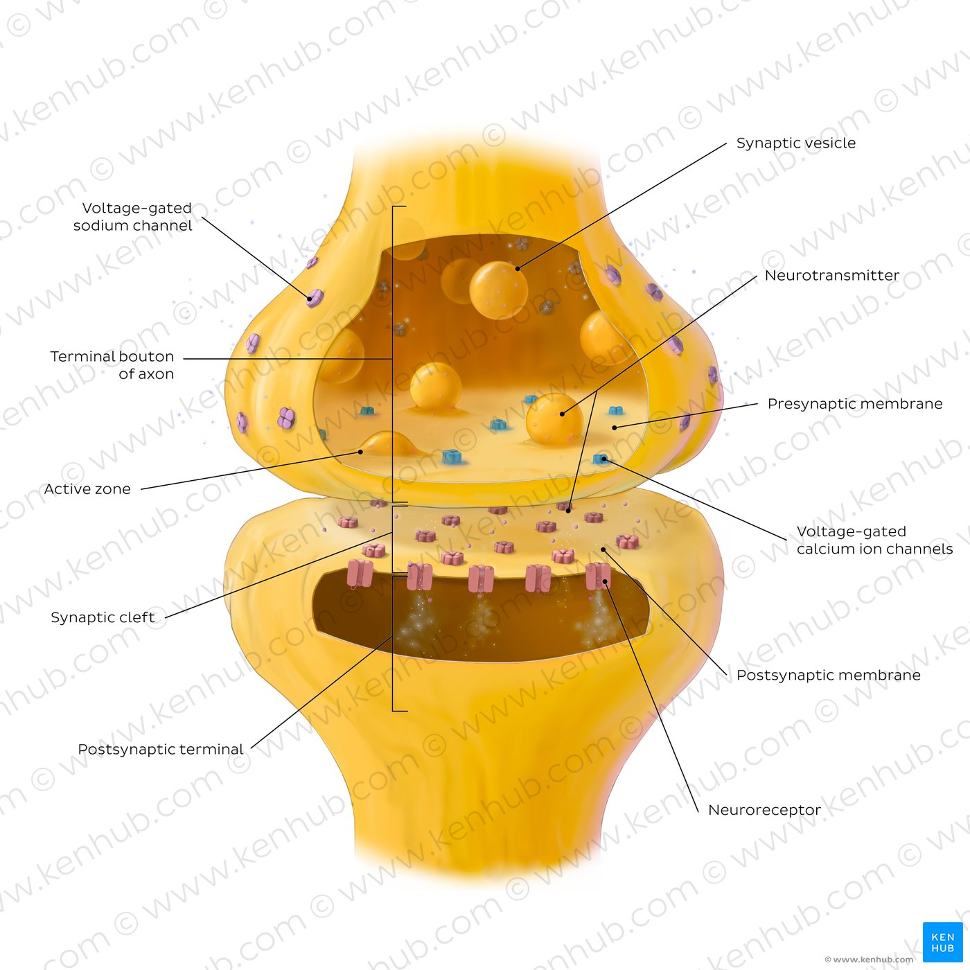 Key features of a chemical synapse.