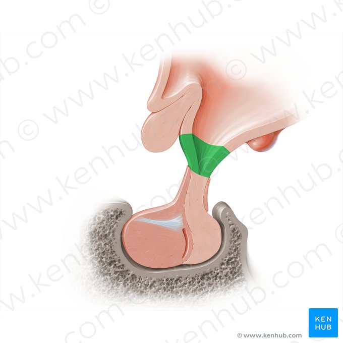 Eminencia mediana del hipotálamo (Eminentia mediana hypothalami); Imagen: Paul Kim