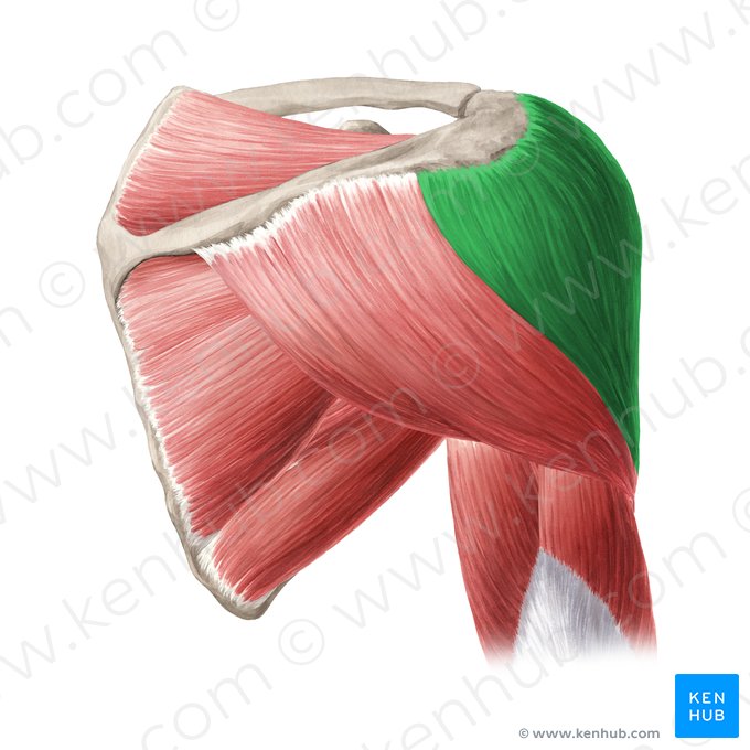 Acromial part of deltoid muscle (Pars acromialis musculi deltoideus); Image: Yousun Koh