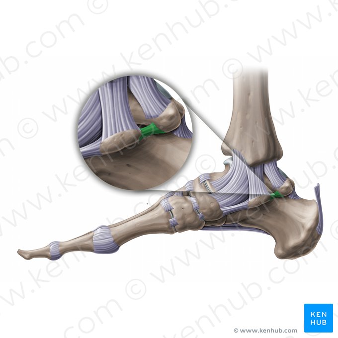 Ligament talocalcanéen médial (Ligamentum talocalcaneum mediale); Image : Paul Kim