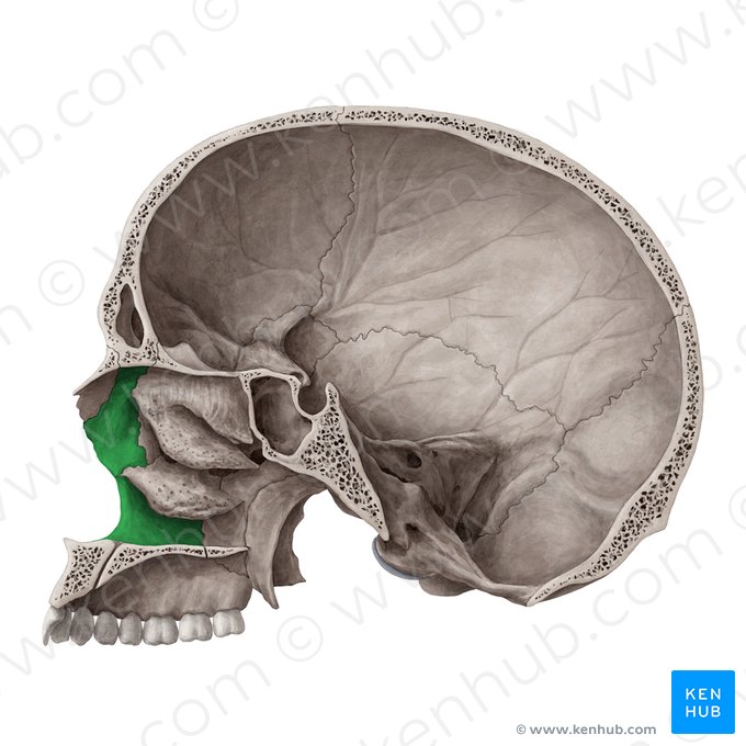 Facies nasalis maxillae (Nasenfläche des Oberkieferknochens); Bild: Yousun Koh