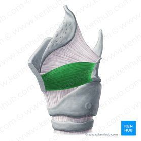 Thyroarytenoid muscle (Musculus thyroarytenoideus); Image: Yousun Koh