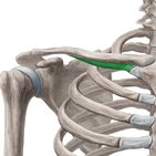 Musculus subclavius