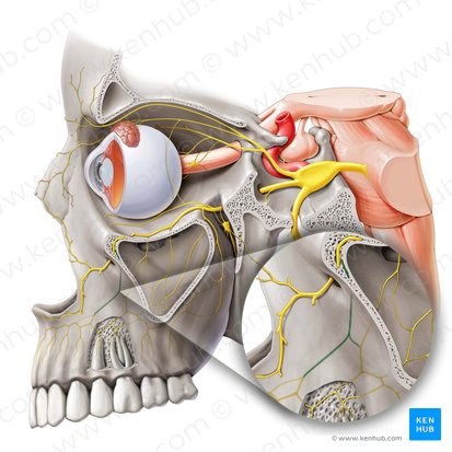 Anterior superior alveolar nerve (Nervus alveolaris superior anterior); Image: Paul Kim