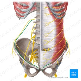 Ilioinguinal nerve (Nervus ilioinguinalis); Image: Yousun Koh