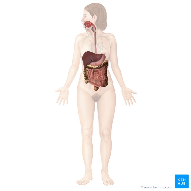 Diagrammatic representation of the gastrointestinal system, including the digestive tract and accessory digestive organs, superimposed onto a female figure.
