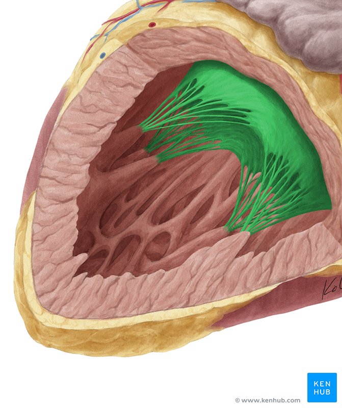 Mitral valve - lateral left view