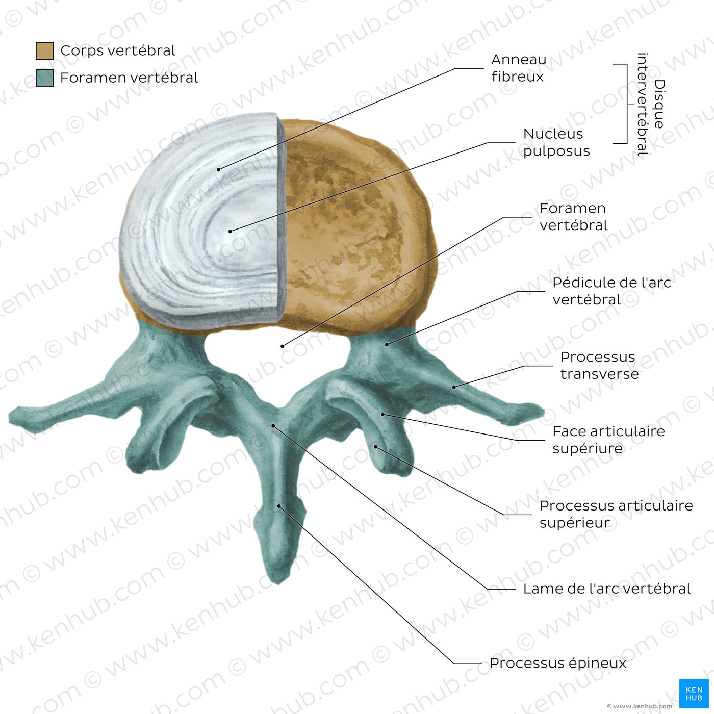 Anatomy of the typical lumbar vertebra (diagram)