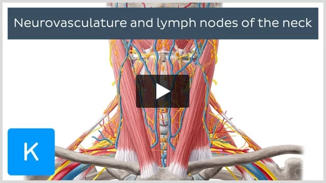 lymph node anatomy