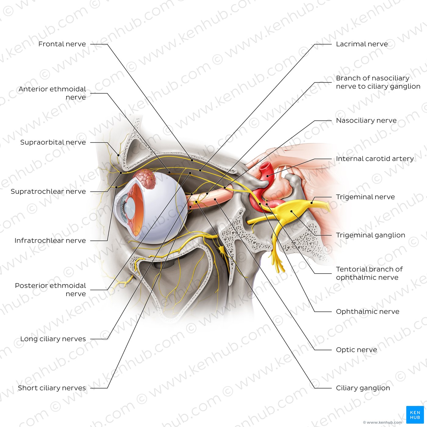 Ophthalmic nerve