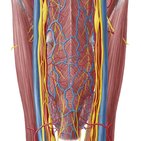 Parapharyngeal and retropharyngeal spaces