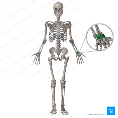 Radiocarpal joint (Articulatio radiocarpea); Image: Irina Münstermann