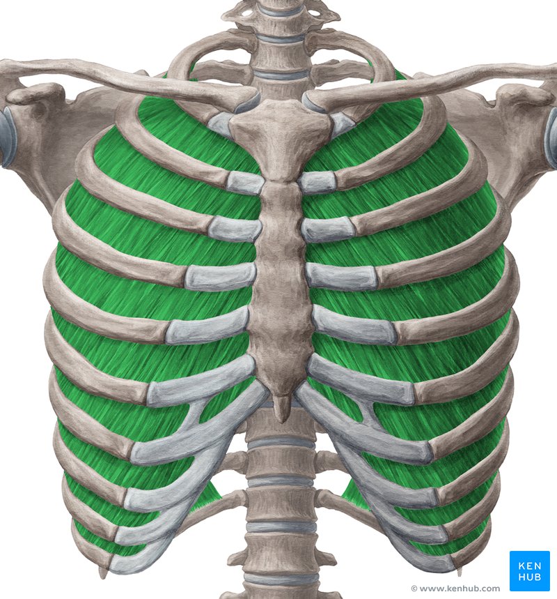 Internal intercostal muscles (Musculi intercostales interni)