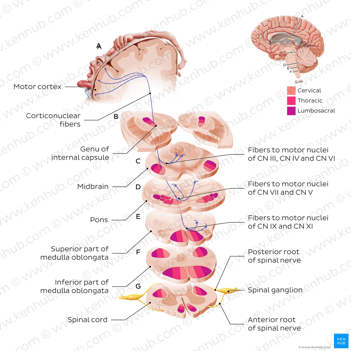 Corticonuclear tract