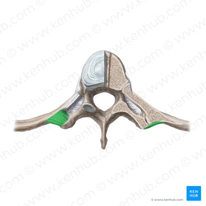 Ligamento costotransverso lateral (Ligamentum costotransversarium laterale); Imagen: Begoña Rodriguez