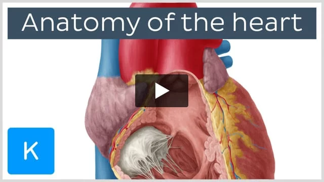 Heart anatomy: Structure, valves, coronary vessels