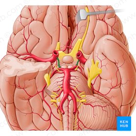 Arteria communicans posterior (Hintere Verbindungsarterie); Bild: Paul Kim