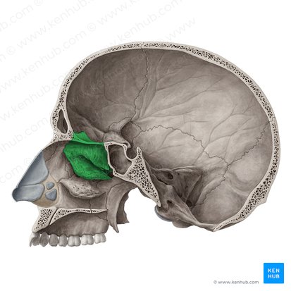 Ethmoid bone (Os ethmoidale); Image: Yousun Koh