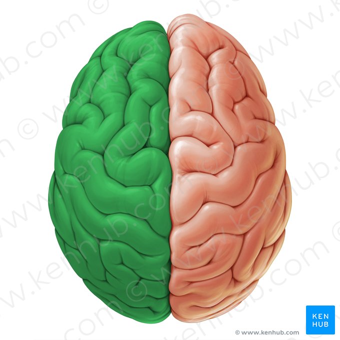 Hemisfério cerebral esquerdo (Hemisphaerium sinistrum cerebri); Imagem: Paul Kim