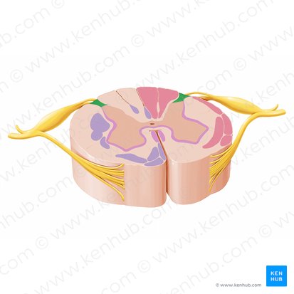 Posterolateral tract (Tractus posterolateralis); Image: Paul Kim