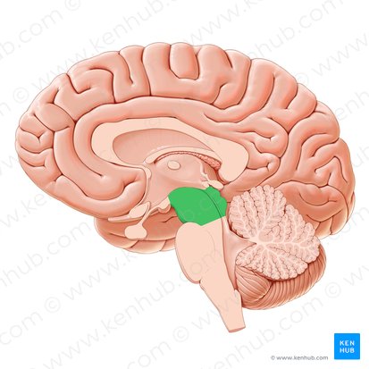 Midbrain (Mesencephalon); Image: Paul Kim