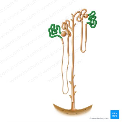 Proximal convoluted tubule (Pars convoluta tubuli proximalis); Image: Paul Kim
