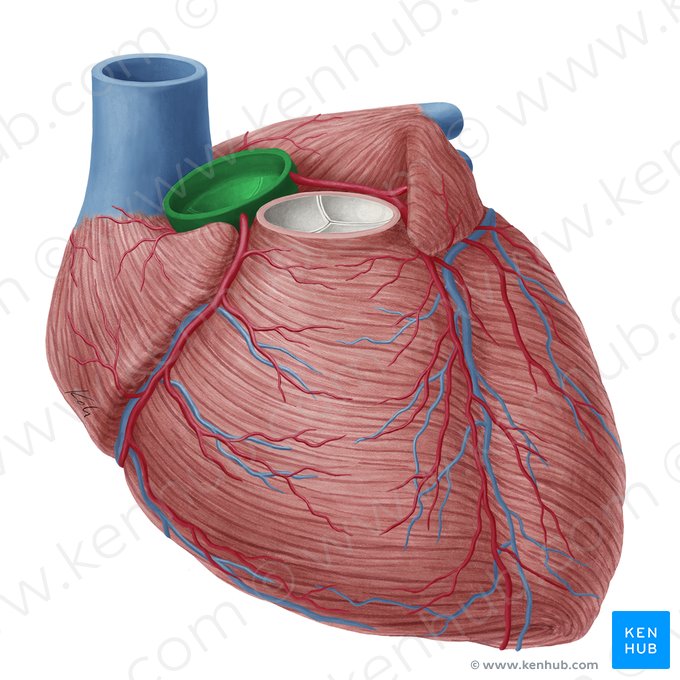 Ascending aorta (Aorta ascendens); Image: Yousun Koh
