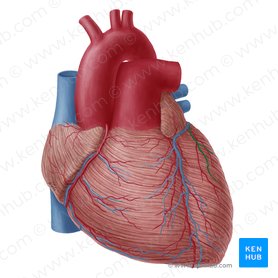 Left marginal vein of heart (Vena marginalis sinistra cordis); Image: Yousun Koh