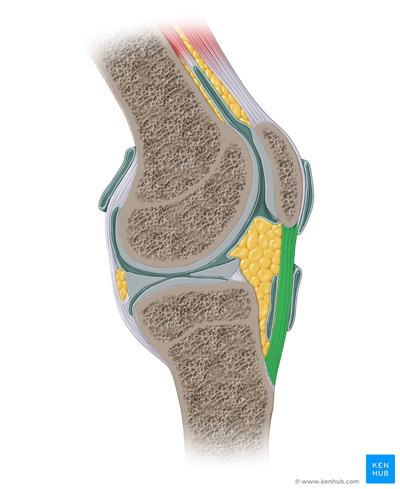 Patellar tendon: Anatomy, origin, insertion, function