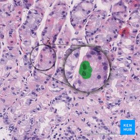 Parietal cell (Exocrinocytus parietalis); Image: 