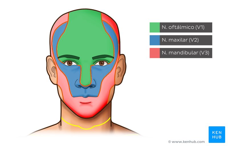 Distribución cutánea de los ramos del nervio trigémino (dermatomas).