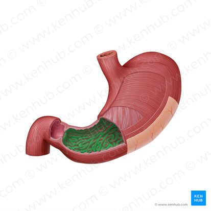 Gastric folds (Plicae gastricae); Image: Paul Kim