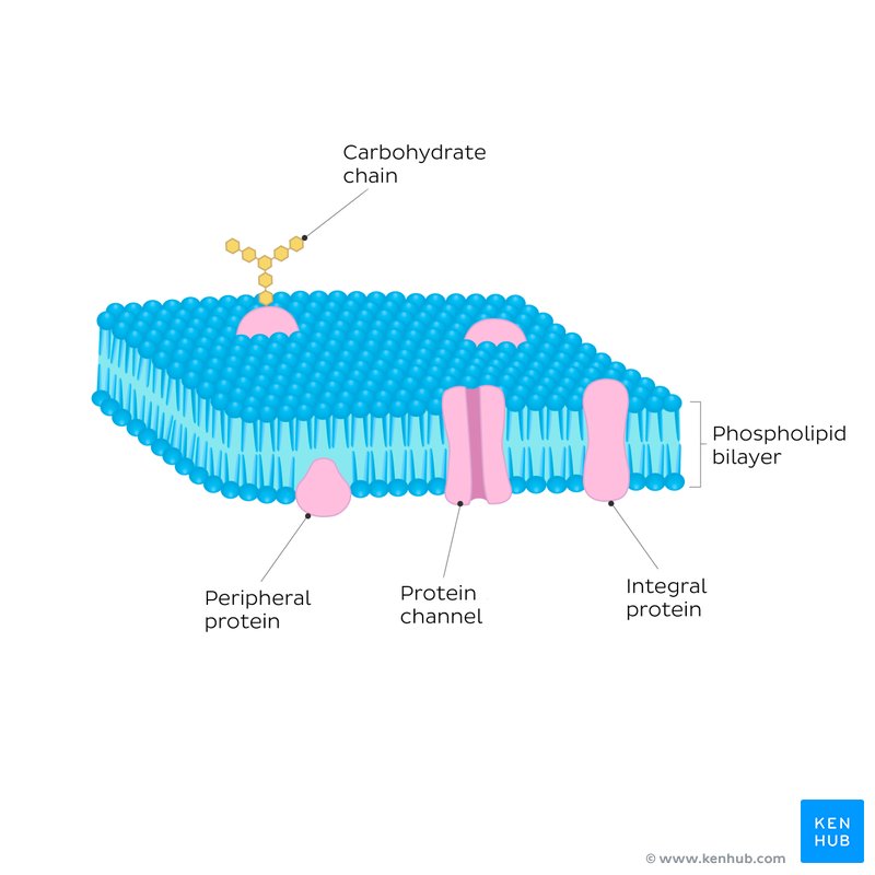 Cell Membrane