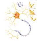 Neurophysiology