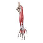 Muscles extenseurs de l’avant-bras